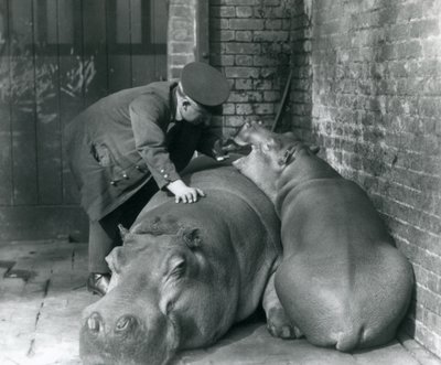 1927年のロンドン動物園でのカバジョーンとジミー 作： Frederick William Bond
