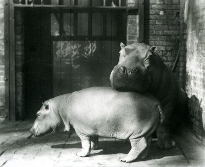 1927年のロンドン動物園でのカバジョーンとジミー 作： Frederick William Bond