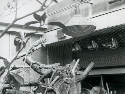 囲いの中で人工的な日差しを浴びるイグアナ（ロンドン動物園、1928年8月）（モノクロ写真 作： Frederick William Bond