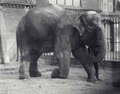 1914年4月、ロンドン動物園で飼育員とひざまずいてインド象、アッサムルキ 作： Frederick William Bond