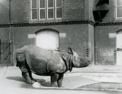 1927年にロンドン動物園のプールの端に立っているインドのサイフェリックス 作： Frederick William Bond