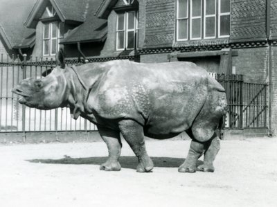 1927年にロンドン動物園のパドックに立っているインドのサイフェリックス 作： Frederick William Bond