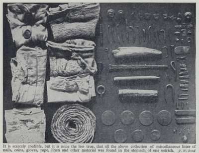 ダチョウの胃の中から発見されたもの（モノクロ写真 作： Frederick William Bond