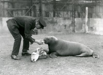 キーパー、アーサーチャンドラー、若いセイウチに魚に餌をやる、ロンドン動物園、1924 作： Frederick William Bond