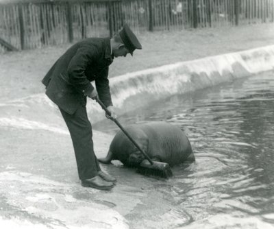 キーパーアーサーチャンドラー、ロンドン動物園、1924年のセイウチのプールを席巻 作： Frederick William Bond