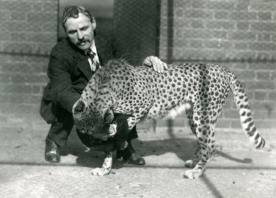 1922年10月、ロンドン動物園で遊び心のあるチーターとキーパーチャールズディクソン 作： Frederick William Bond