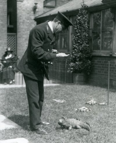 ロンドン動物園の芝生でキーパーコリンズと1924年にロンドン動物園でリードを曇らせたロックイグアナ 作： Frederick William Bond