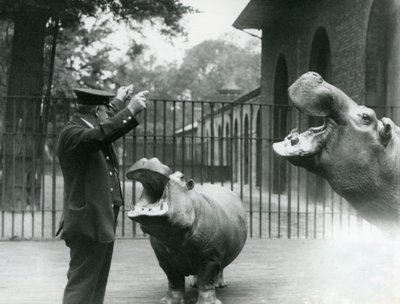 1923年7月、ロンドン動物園でのカバボビーとジョアンと一緒のキーパーアーニーボウマン（bw写真） 作： Frederick William Bond
