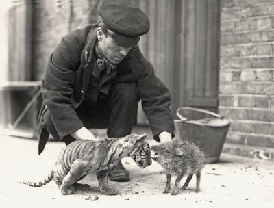 1914年5月にZSLロンドン動物園で撮影された虎の子とペッカリーを飼っているキーパーH.ワーウィック 作： Frederick William Bond