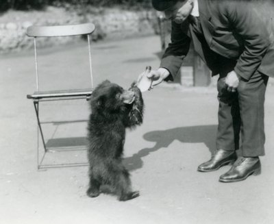 キーパーハリーワーウィックのボトルは、1921年8月にロンドン動物園でナマケモノの子に餌をやる 作： Frederick William Bond