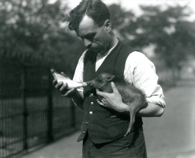 キーパーハリーワーウィックのボトルが1922年8月にロンドン動物園でイボイノシシの赤ちゃんに餌をやる 作： Frederick William Bond