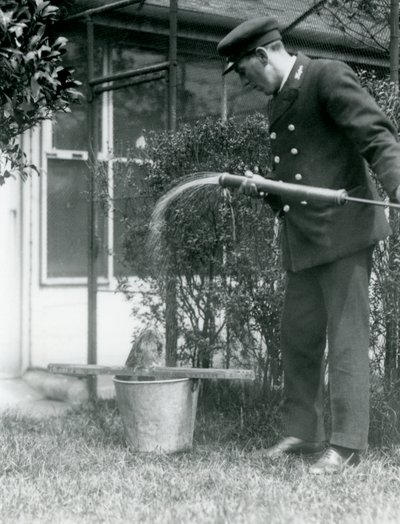 Tawny Frogmouthにシャワーを与えるキーパートーマスラゲット、ロンドン動物園、1924年 作： Frederick William Bond