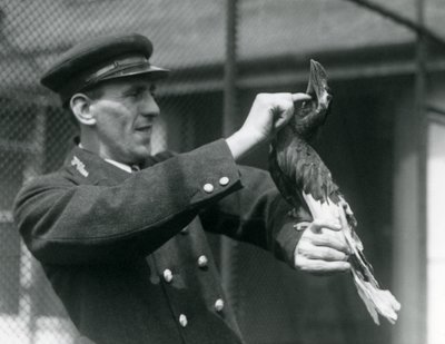 キーパー、トーマスラゲット、ロンドン動物園での法案の下でグレートインディアンサイチョウを撫でて、1924 作： Frederick William Bond