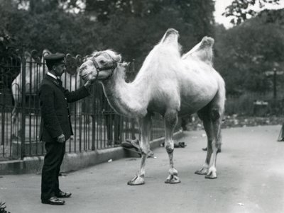 1914年7月、ロンドン動物園でのフタコブラクダのいるキーパーW.スタイル 作： Frederick William Bond