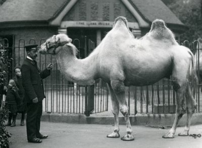 1914年7月、ロンドン動物園のラマハウスの外にいるバクトリアラクダと一緒のキーパーW.スタイル 作： Frederick William Bond