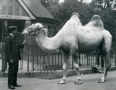 1914年7月、ロンドン動物園のラマハウスの外にいるバクトリアラクダと一緒のキーパーW.スタイル 作： Frederick William Bond