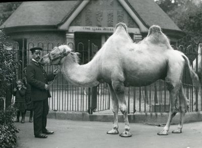 1914年7月、ロンドン動物園のラマハウスの外にいるバクトリアラクダと一緒のキーパーW.スタイル 作： Frederick William Bond