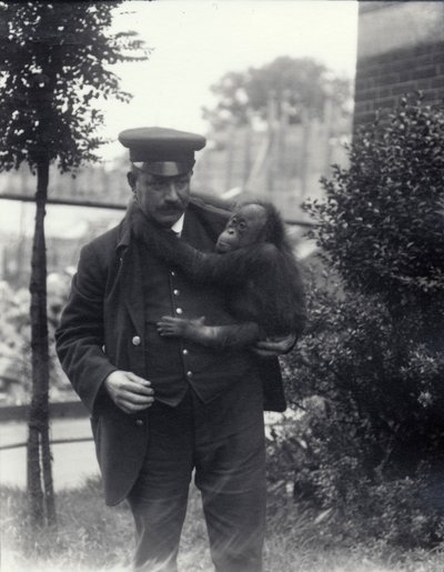 1913年10月、ロンドン動物園で若いオランウータンを抱えるキーパーZ.ロッドウェル 作： Frederick William Bond