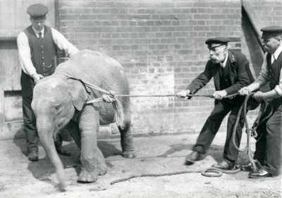 キーパーズA.チャーチ、チャールズエイルズ、H。ロバートソンが1919年9月にロンドン動物園でロープでアジアゾウの赤ちゃんを先導しようとしている 作： Frederick William Bond
