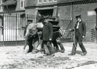 キーパーズジャックミルボーン、Hロバートソン、トーマス、1922年5月、ロンドン動物園で若いアジアゾウを訓練する（bw写真） 作： Frederick William Bond
