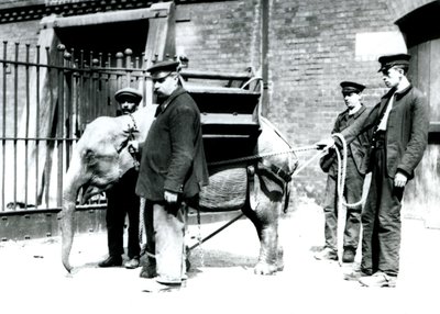 キーパーズジャックミルボーン、Hロバートソン、トーマス、1922年5月、ロンドン動物園で若いアジアゾウを訓練する（bw写真） 作： Frederick William Bond
