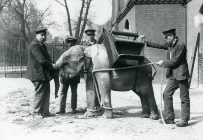 キーパーズジャックミルボーン、Hロバートソン、トーマス、1922年5月、ロンドン動物園で若いアジアゾウを訓練する（bw写真） 作： Frederick William Bond