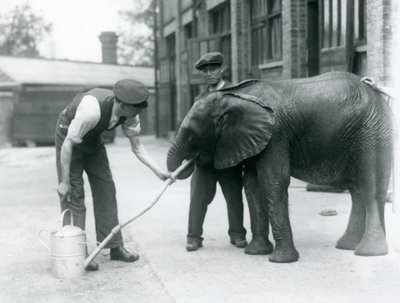 飼育係は、水まき缶に取り付けられているホースから若い男性アフリカ象キベレンゲを飲むのを手伝います、ロンドン動物園、1924年7月 作： Frederick William Bond