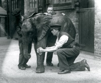 1924年7月、ロンドン動物園の若い男性アフリカ象キベレンゲの皮膚に油を塗る飼育係 作： Frederick William Bond