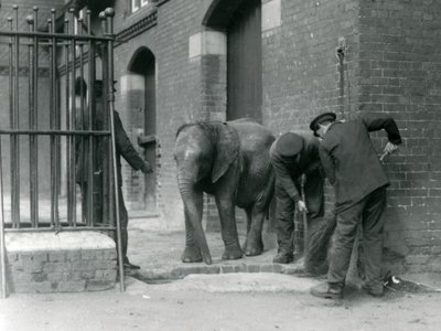 若い男性のアフリカゾウの飼育係キベレンゲ、ロンドン動物園、1924 作： Frederick William Bond