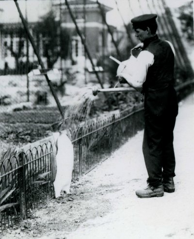 1914年5月、ロンドン動物園で飼育員のハリーマンローが水まき缶を使ってシャワーを浴びたペンギン王。第1次世界大戦でマンローが殺され、軍隊、飛行船、対潜兵隊で戦った。 作： Frederick William Bond