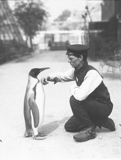 ペンギン王、キーパーのハリーマンロー、1914年 作： Frederick William Bond