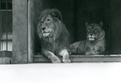 1924年7月、ZSLロンドン動物園でのライオンとライオネスクジャとキャロライン 作： Frederick William Bond