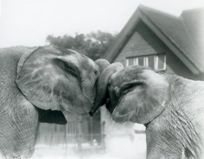 1927年10月、ロンドンの動物園で幹を結び、アフリカの象のキベレンゲ（オス）とアフリカの象（ハンゴ）をお互いに挨拶します。 作： Frederick William Bond