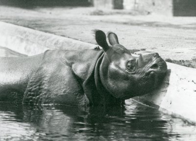 1928年6月にロンドン動物園でプールにつかりながら楽しんでいる男性のインドサイフェリックス 作： Frederick William Bond