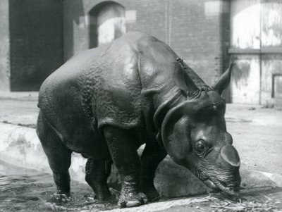 1928年にロンドン動物園にプールを離れるオスのインドのサイフェリックス 作： Frederick William Bond