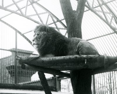 1929年、ロンドン動物園の囲いの中で、小さな木の幹の周りに作られた高い台の上で休んでいるオスのライオン「Abdullah」(モノクロ写真) 作： Frederick William Bond