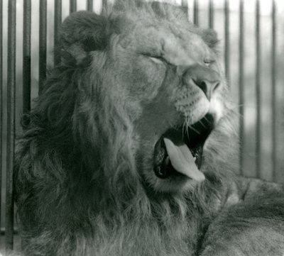 オスのライオン、アブドラは1925年にロンドン動物園で彼の囲いの中であくびをしました 作： Frederick William Bond