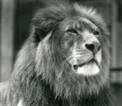 1924年8月にロンドン動物園で雄ライオンクジャ 作： Frederick William Bond