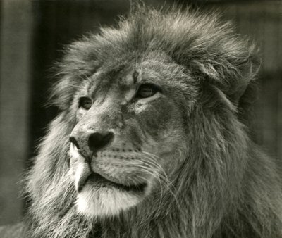 1924年8月にロンドン動物園で雄ライオンクジャ 作： Frederick William Bond