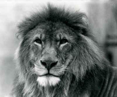 1925年1月にロンドン動物園で雄ライオンクジャ 作： Frederick William Bond