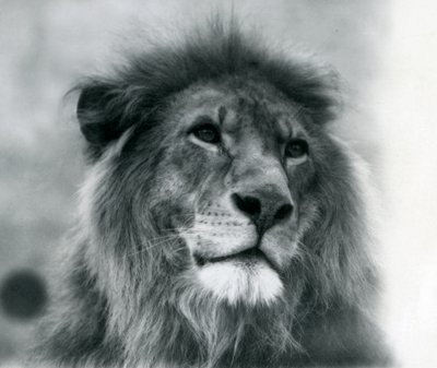 1925年1月にロンドン動物園で雄ライオンクジャ 作： Frederick William Bond