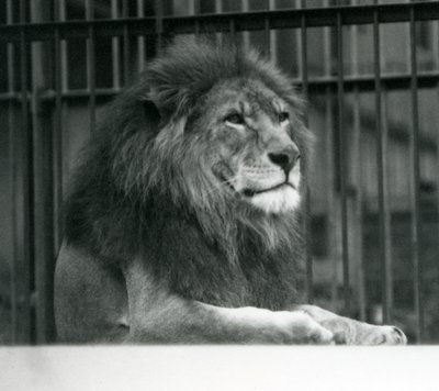 1925年1月、ロンドン動物園の囲いの中で横たわるオスライオン「クジャ」（モノクロ写真 作： Frederick William Bond