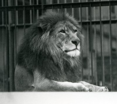 1925年1月にロンドン動物園の囲いに横たわっている雄ライオンクジャ 作： Frederick William Bond
