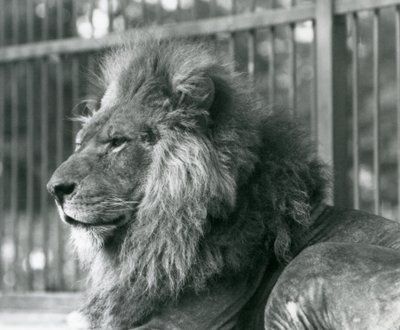 1927年9月にロンドン動物園の囲いに横たわっている雄のライオントト 作： Frederick William Bond