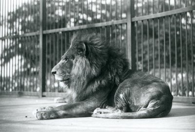 1927年9月にロンドン動物園の囲いに横たわっている雄のライオントト 作： Frederick William Bond