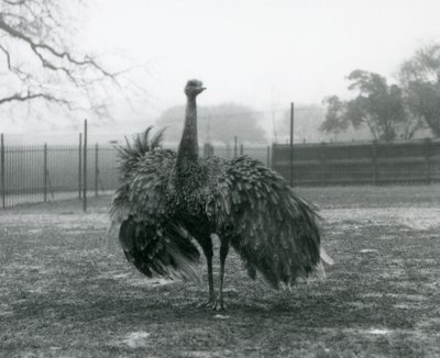 グレーターレアのオスの鳴き声（ロンドン動物園 作： Frederick William Bond