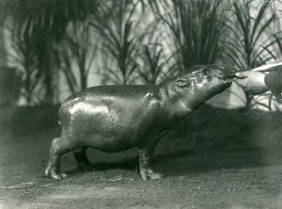 1923年11月、ロンドン動物園で手で給餌されている若いピグミーカバのパーシー（bw写真） 作： Frederick William Bond