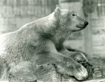 1930年までにロンドン動物園のマッピンテラスの岩の上で休んでいるシロクマサム 作： Frederick William Bond