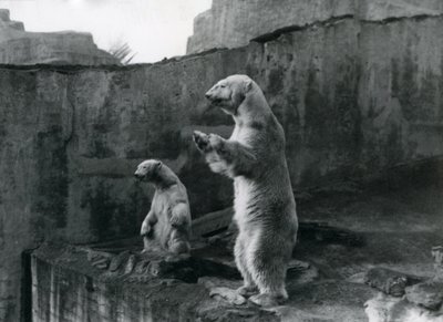 1921年3月、ロンドン動物園でホッキョクグマ「サム」と「バーバラ」が囲いの外を見て後ろ足で立つ 作： Frederick William Bond