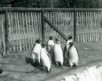 1927年にロンドン動物園でプールのそばを歩く6人のキングペンギン 作： Frederick William Bond